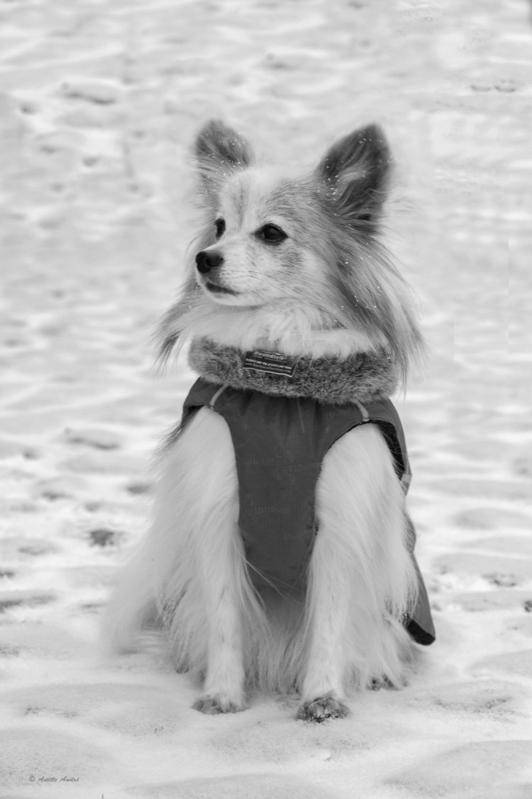 Щенки чау-чау Панда