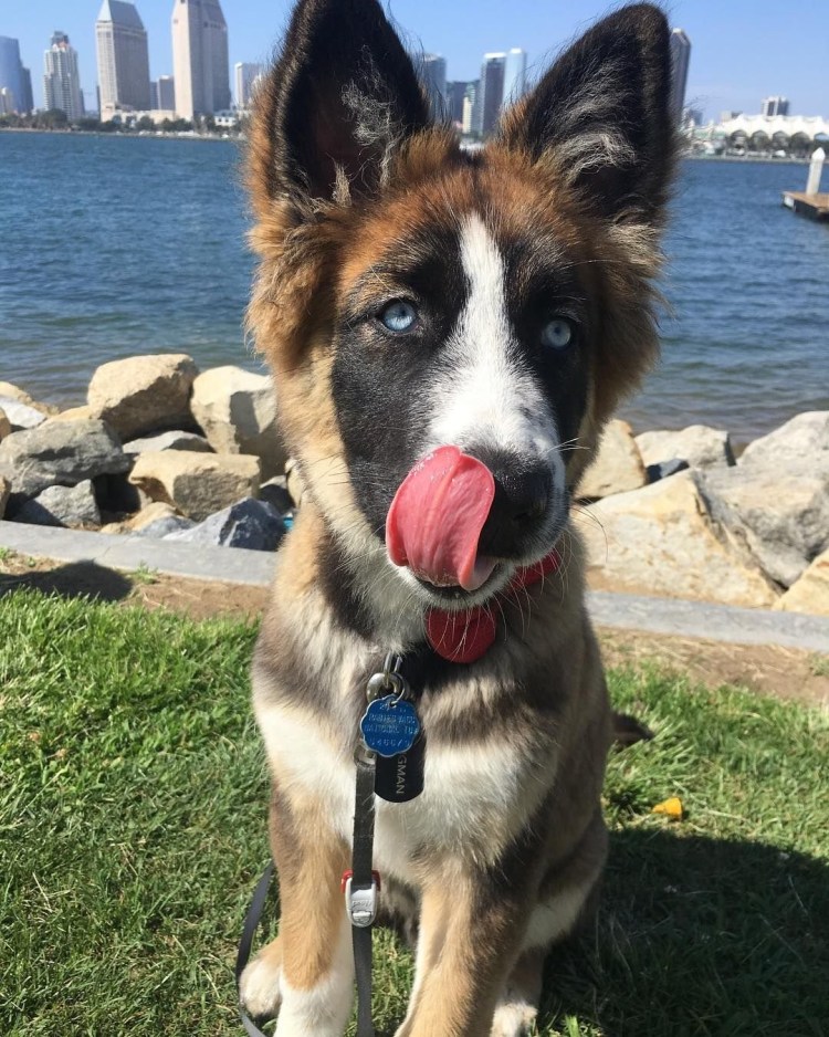 Чау-чау Панда