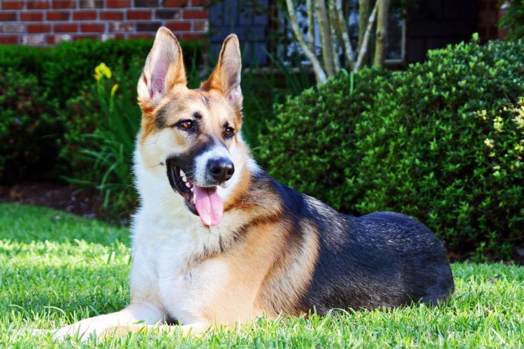 Немецкая овчарка Панда