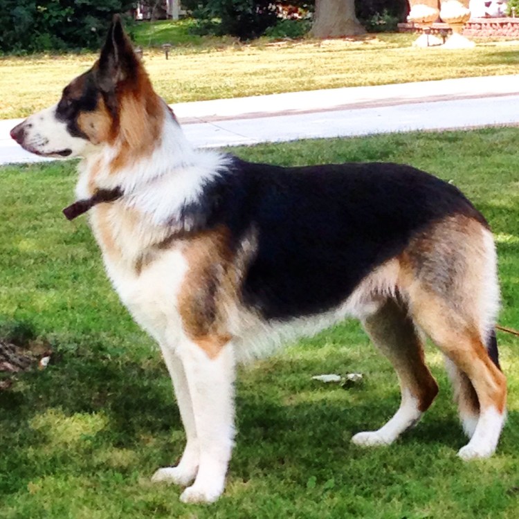 Немецкая овчарка Панда