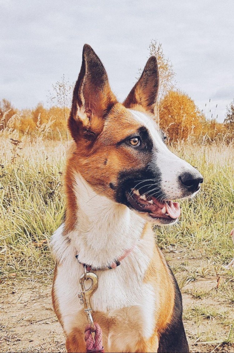 Овчарка Панда щенки