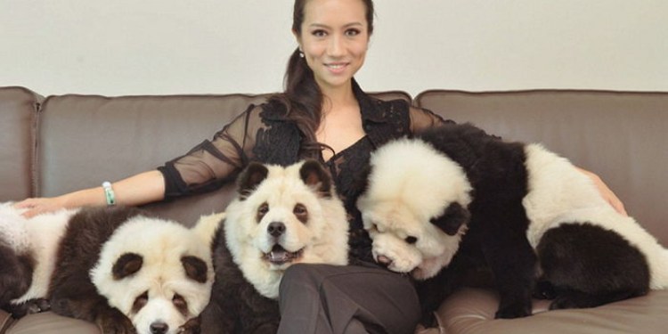 Щенки чау-чау Панда