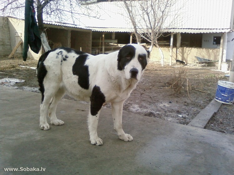 Голубая немецкая овчарка