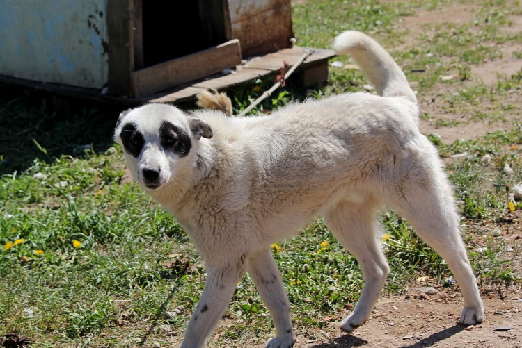 Самоед странные стрижки