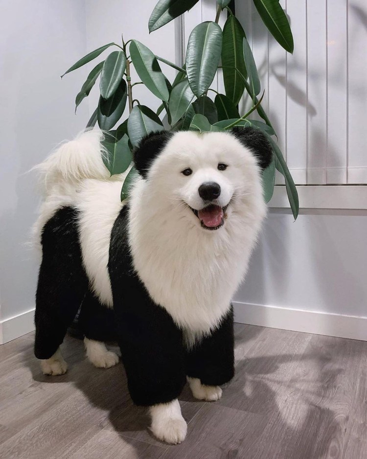 Собака китайская Панда