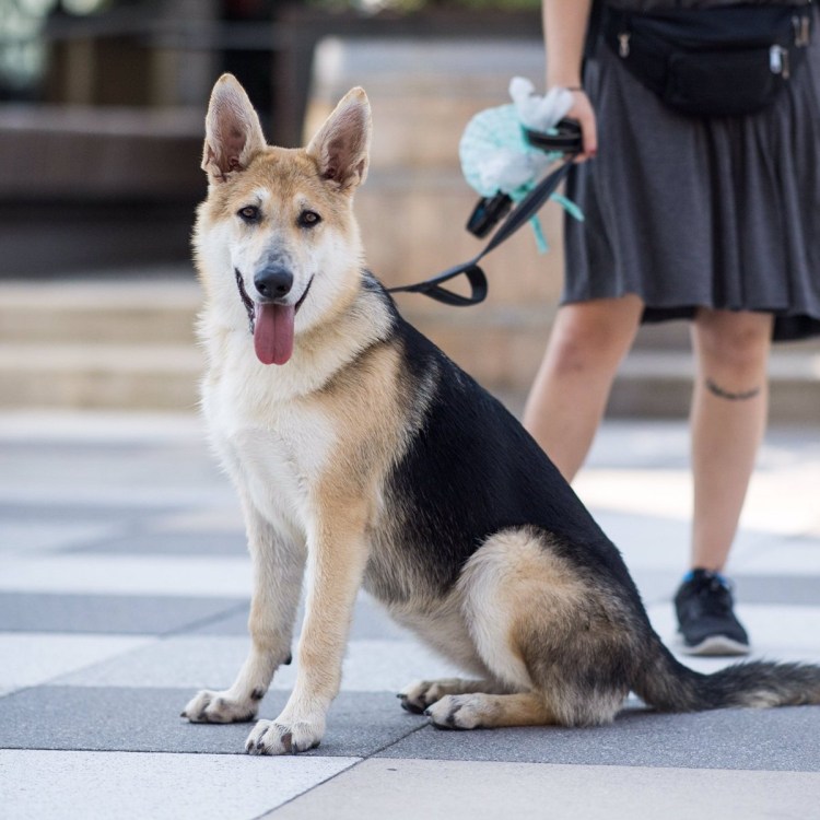 Немецкая овчарка Панда