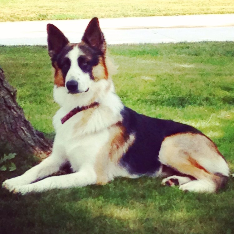 Немецкая овчарка окрас Панда