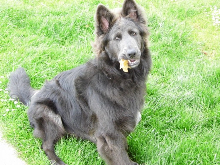 Щенки чау Панда