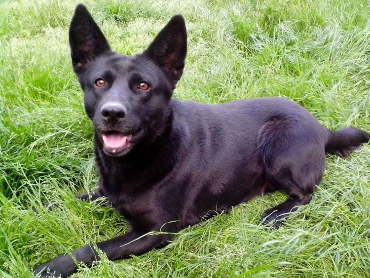 Канадская овчарка черная