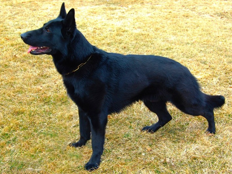 Бельгийская овчарка черная