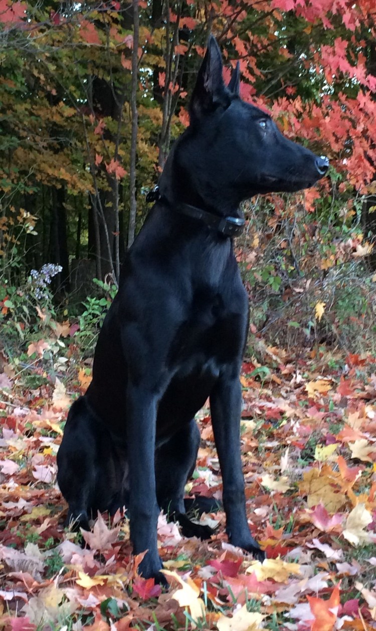 Бельгийская овчарка черная