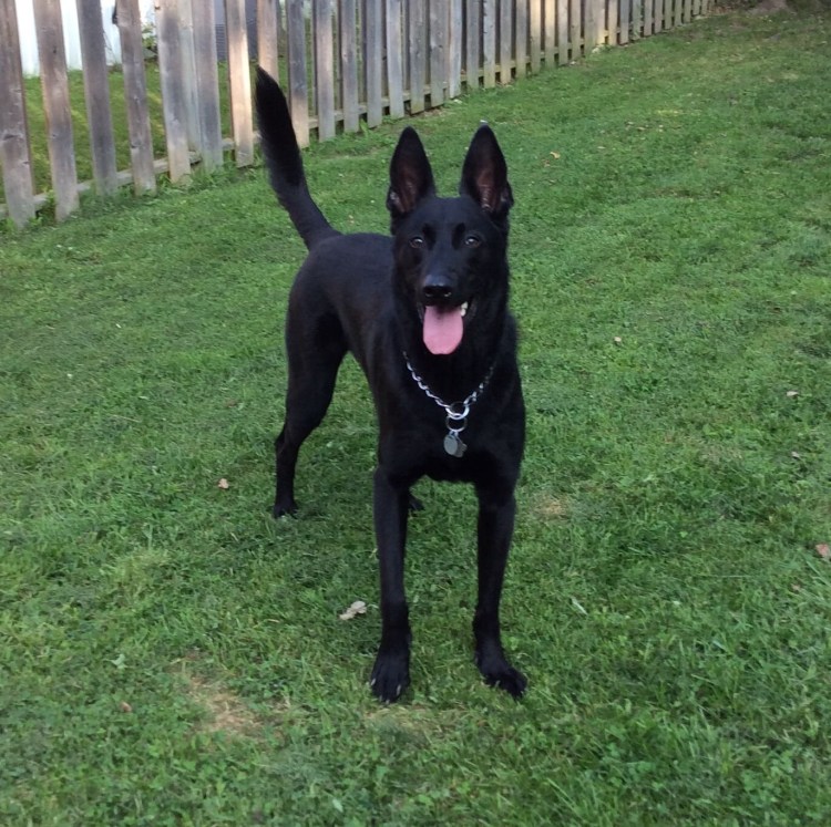 Чёрная немецкаяовчарка