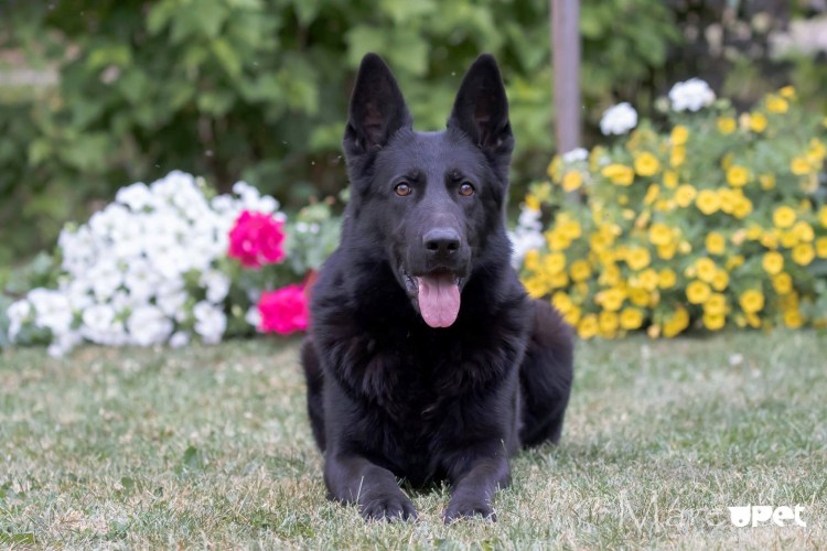 Немецкая овчарка черная