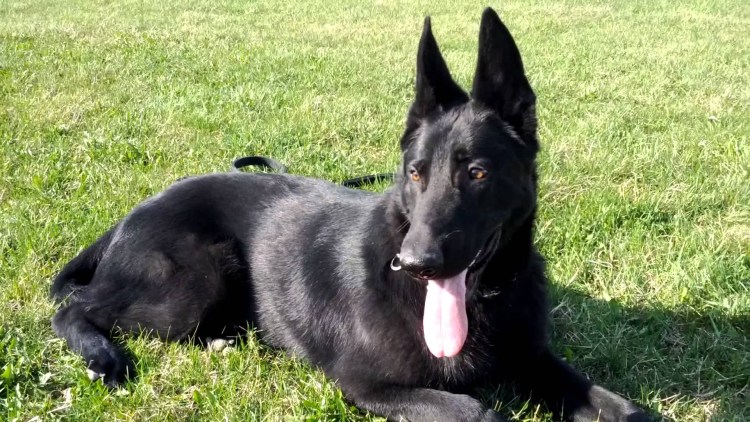 Немецкая овчарка черная короткошерстная