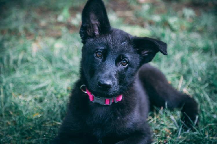 Австрийская овчарка черная