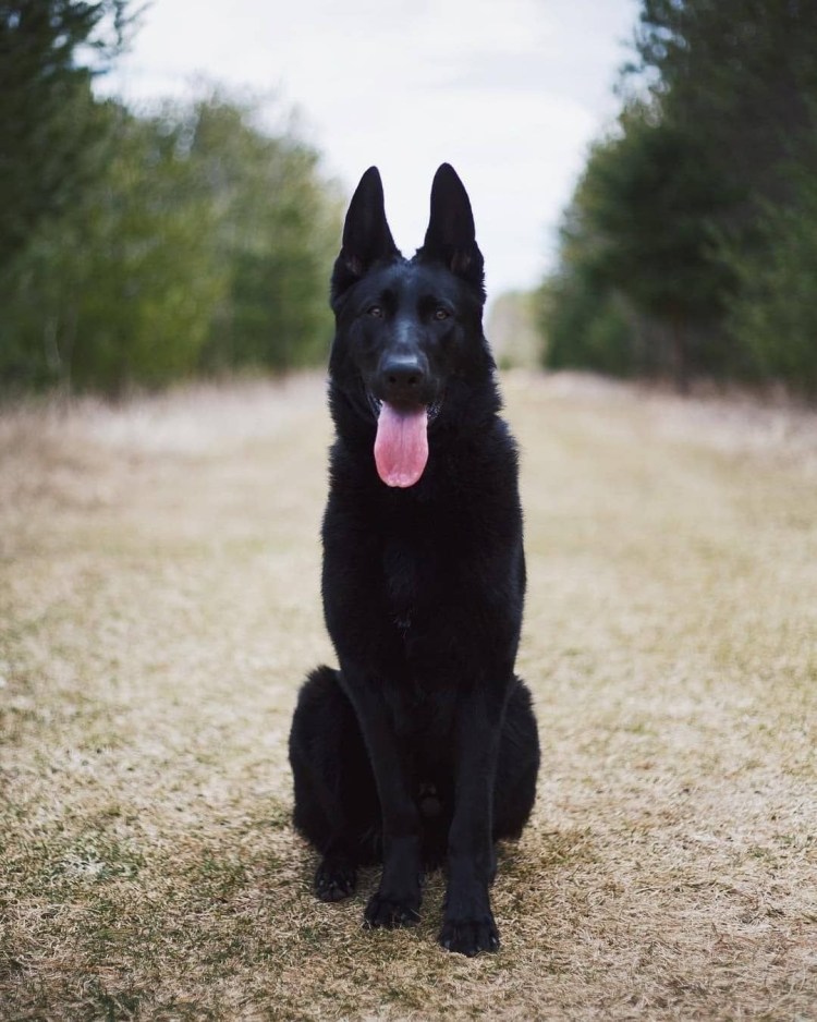 Немецкая овчарка черная