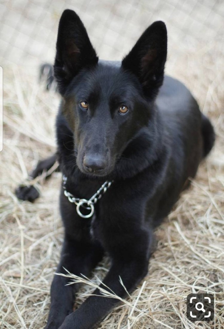 Немецкая овчарка черная гладкошерстная