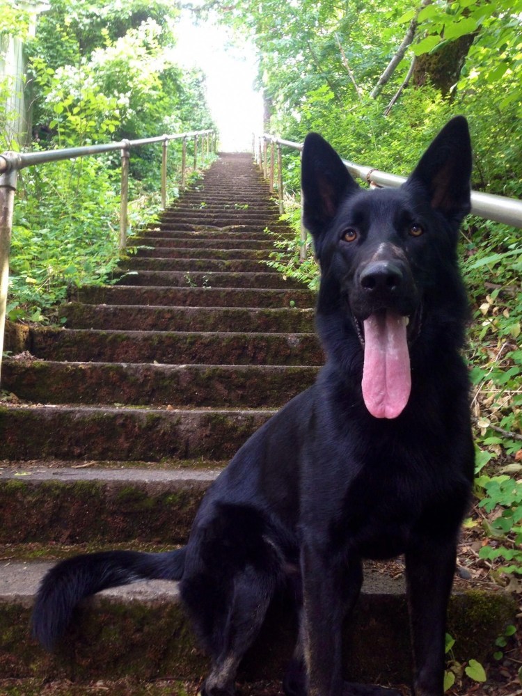 Немецкая овчарка черная короткошерстная