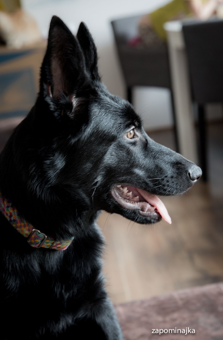 Немецкая овчарка маленькая черная