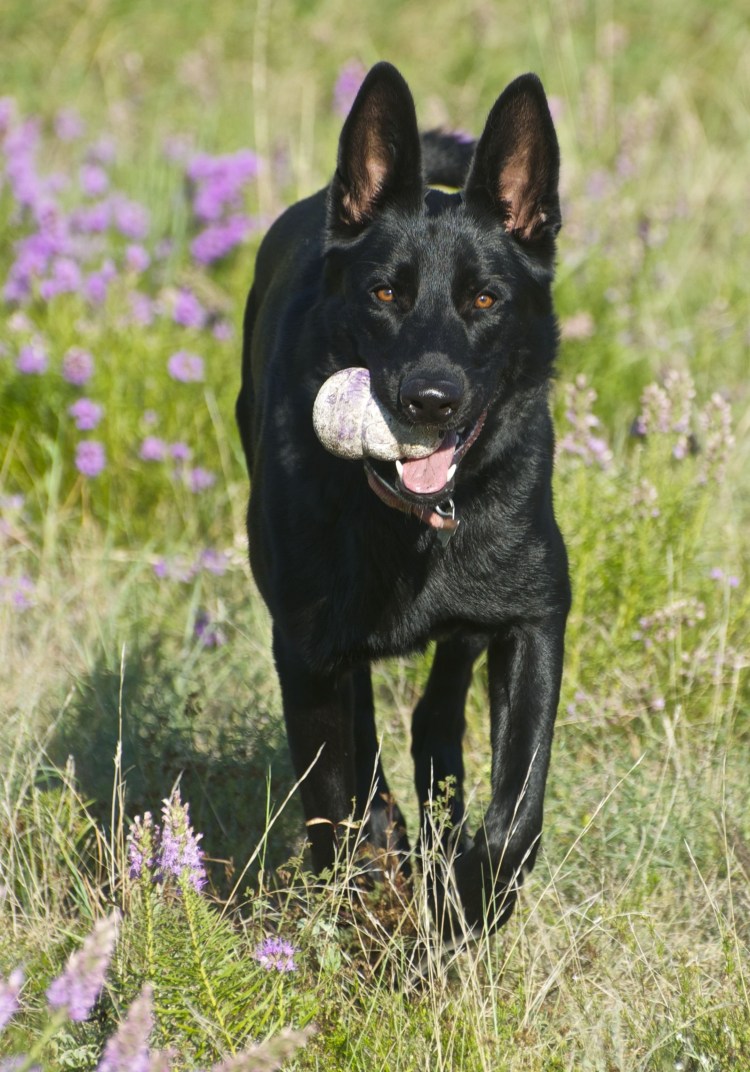 Бельгийская овчарка черная гладкошерстная