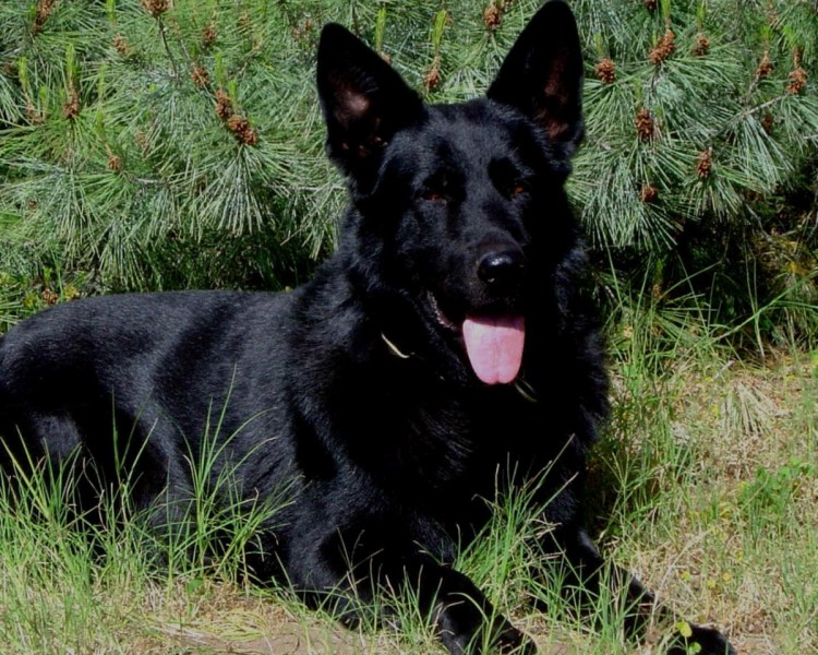 Овчарка черная короткошерстная
