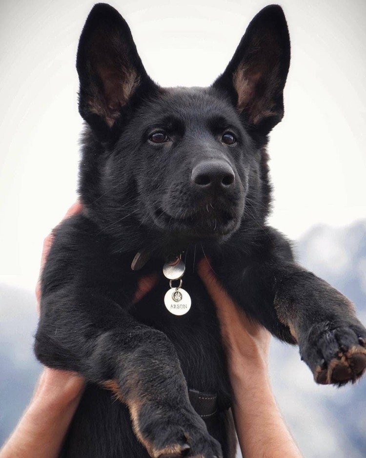 Черная Бельгийская овчарка грюнендаль