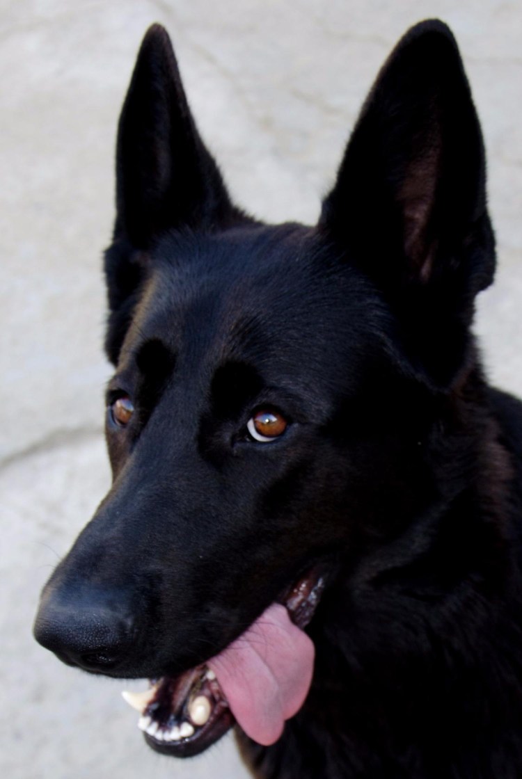 Черерная немецкая овчарка