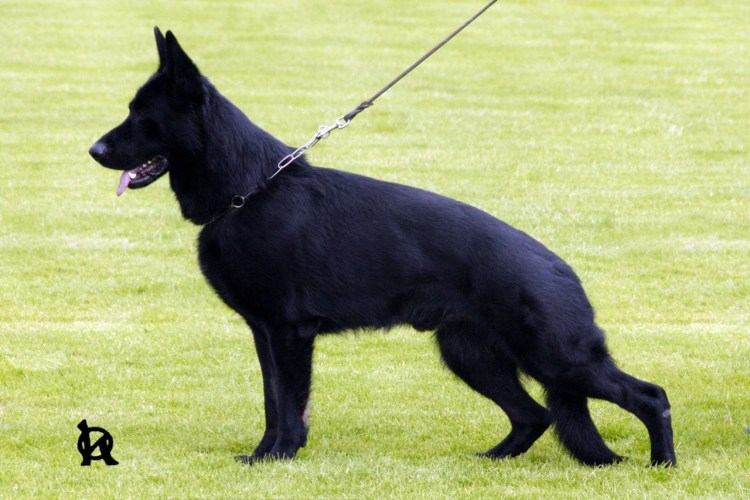 Бельгийская овчарка черная короткошерстная