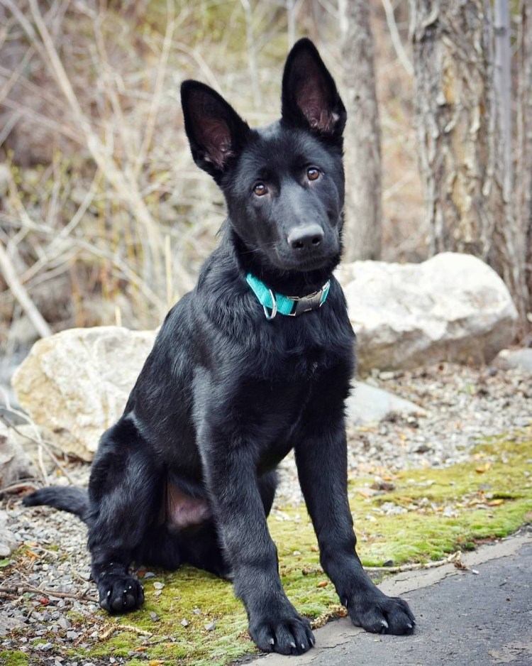 Чёрная немецкая овчарка стандарт