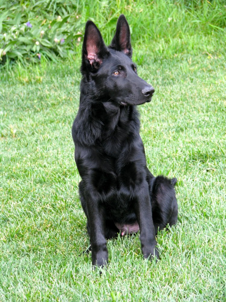 Немецкая овчарка черная