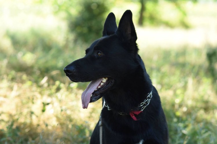 Немецкая овчарка черная короткошерстная