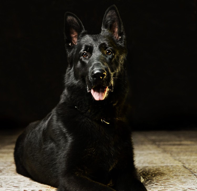 Немецкая овчарка черная гладкошерстная