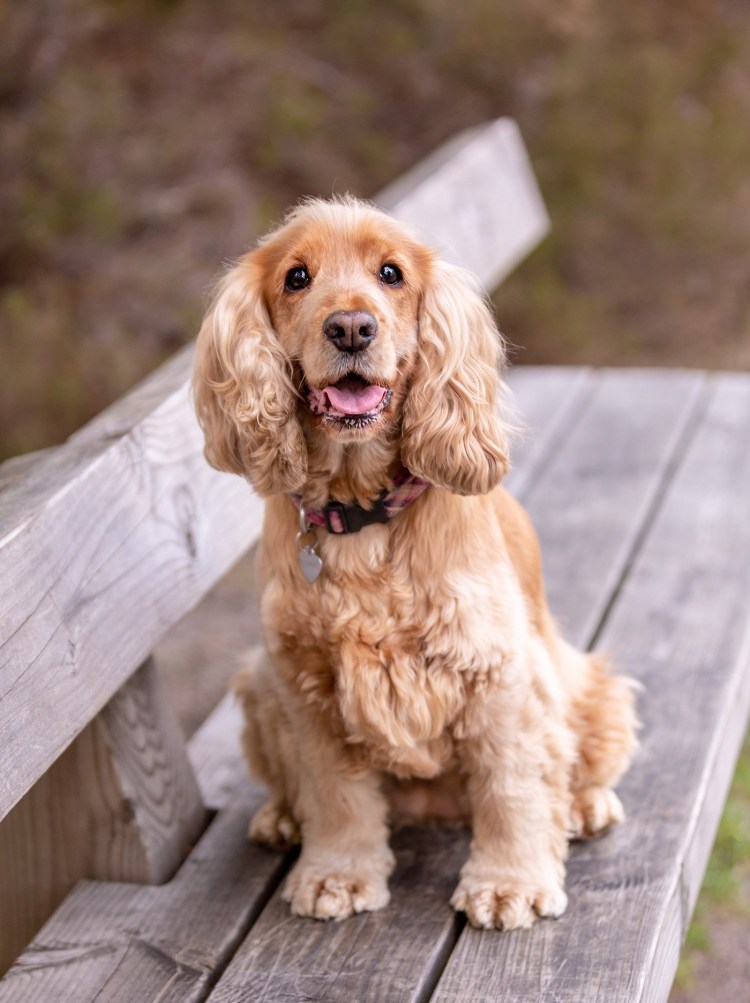 Белый Бассет хаунд