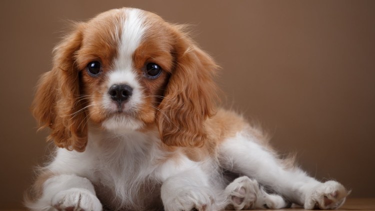 Английский кокер-спаниель