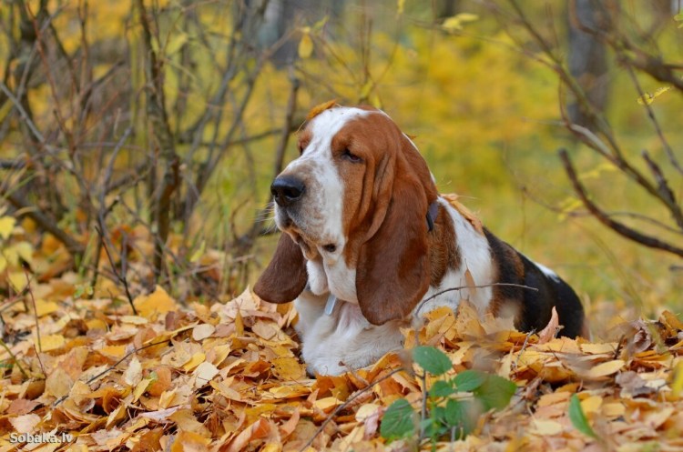 Бассет хаунд гончая