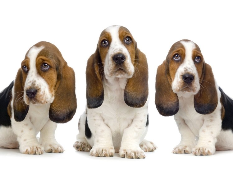 Собака с большими ушами