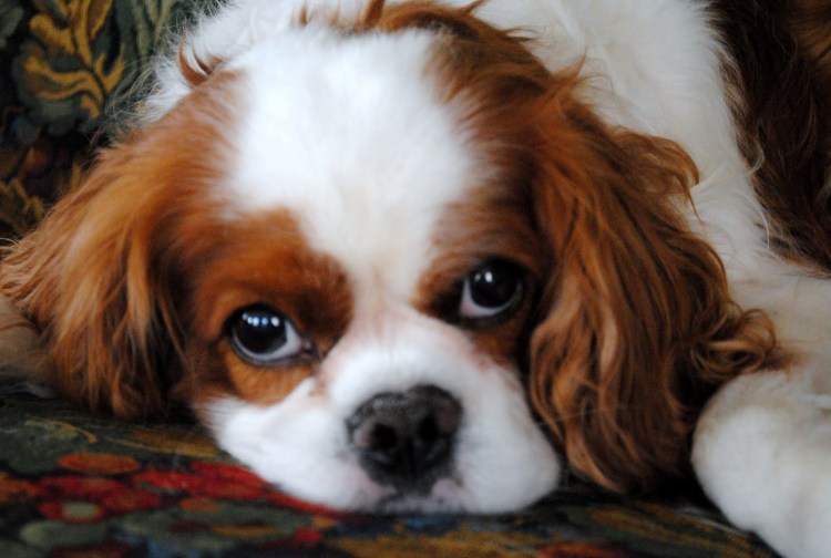 Хаунд Бассет хаунд