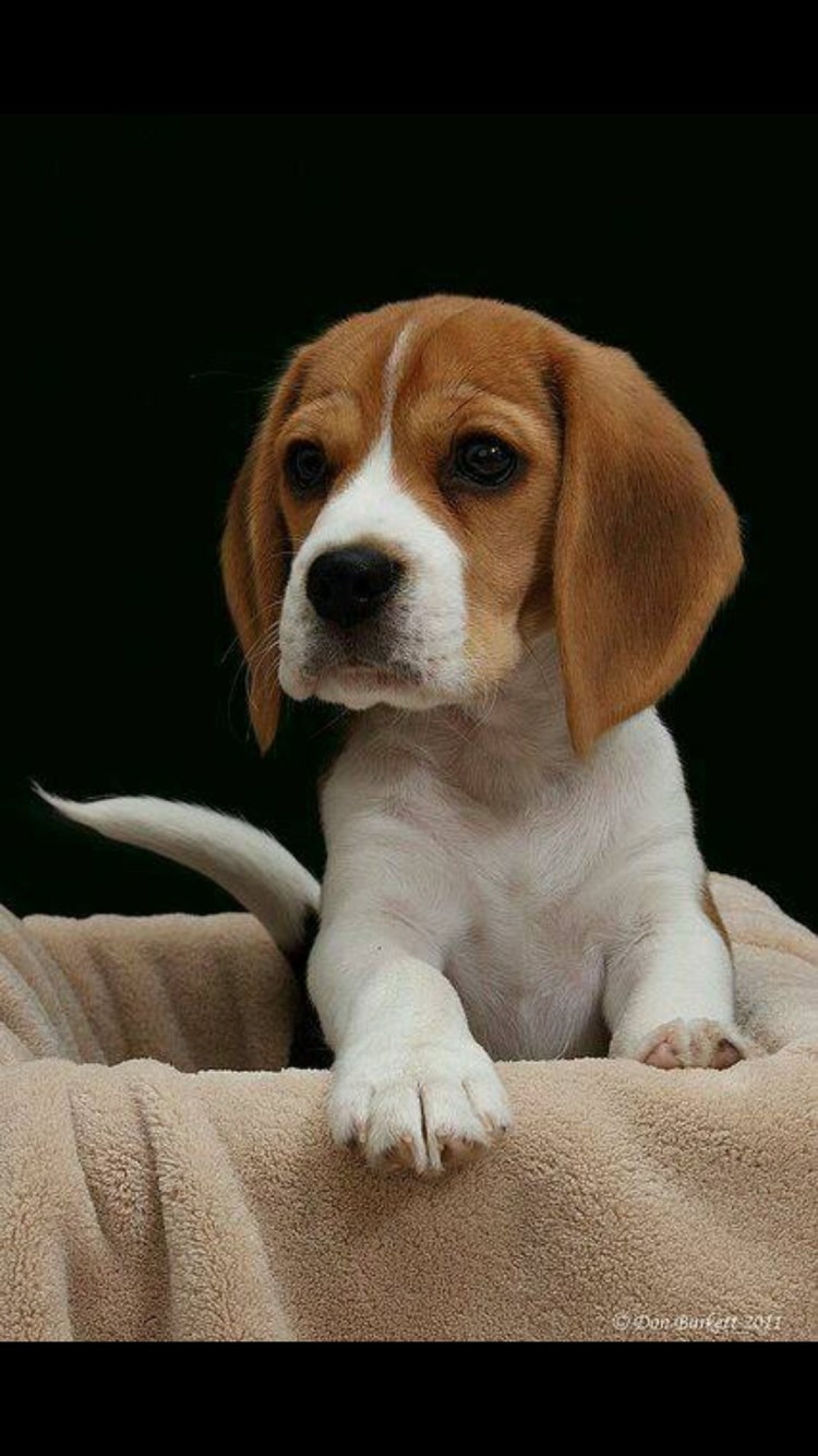 Охотничьи собаки Бассет хаунд