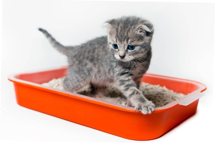 Лоток для маленьких котят