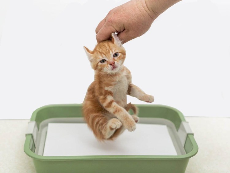 Туалет для маленьких котят