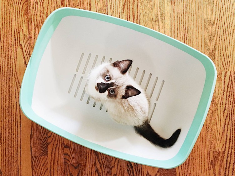 Лоток для котят