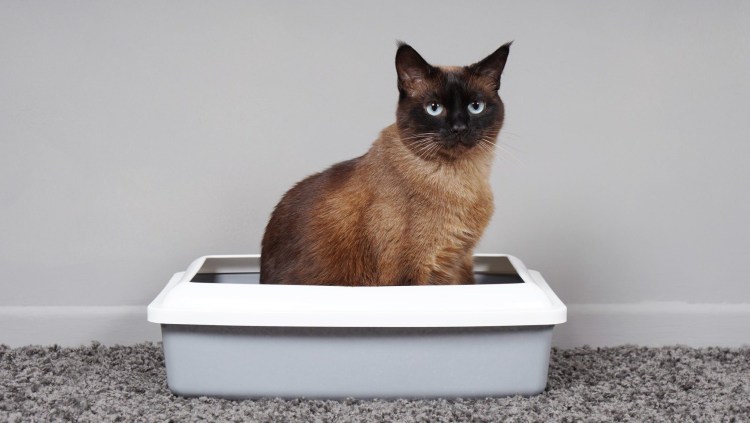 Лоток для кошек