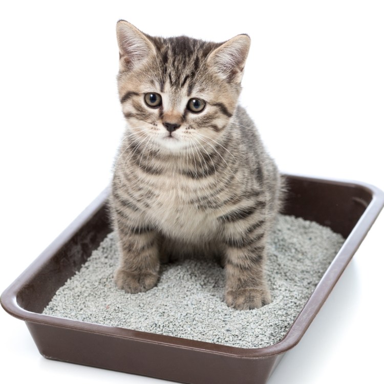 Кошка ходит в лоток