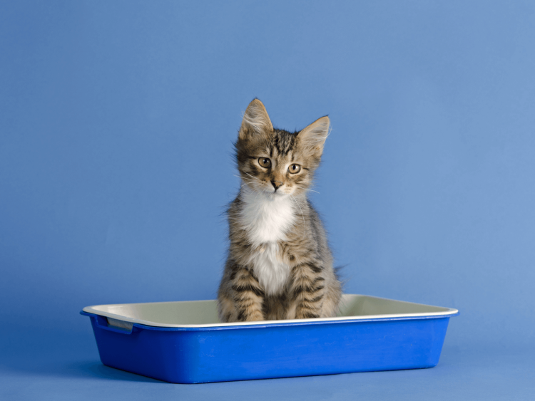 Котенок ходит в лоток
