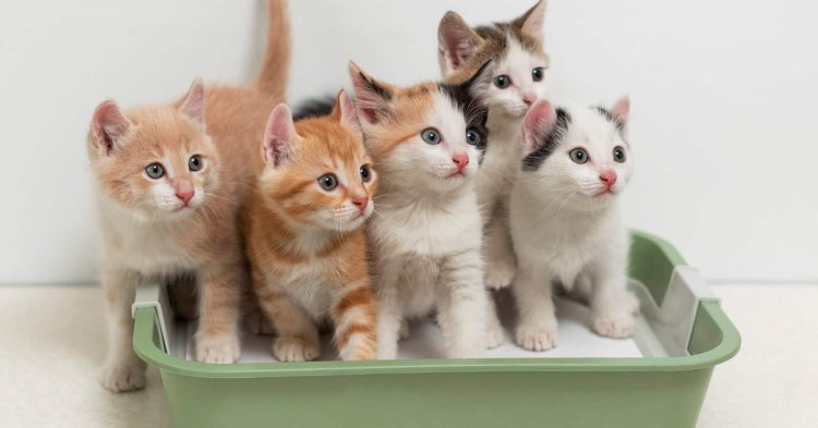 Несколько кошек