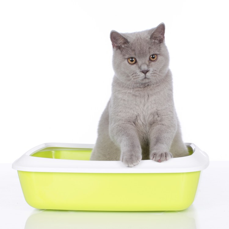 Наполнитель древесный "Клин Кэт" 10л, 5кг