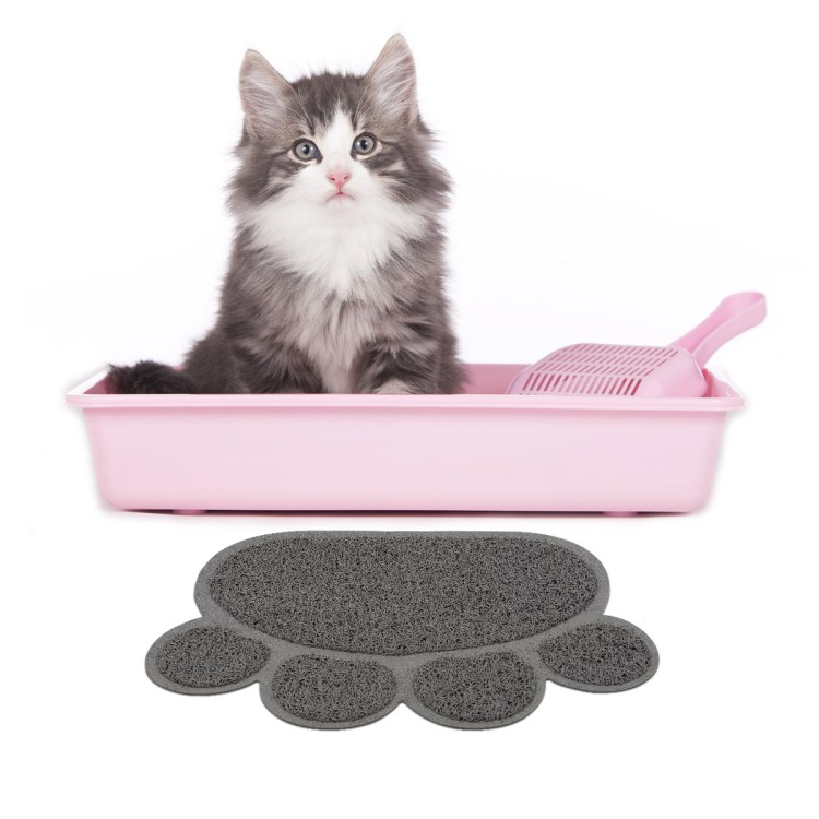 Ахеувший котенок на лотке