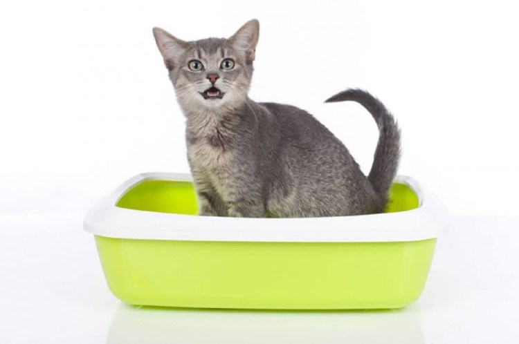 Наполнитель для кошек