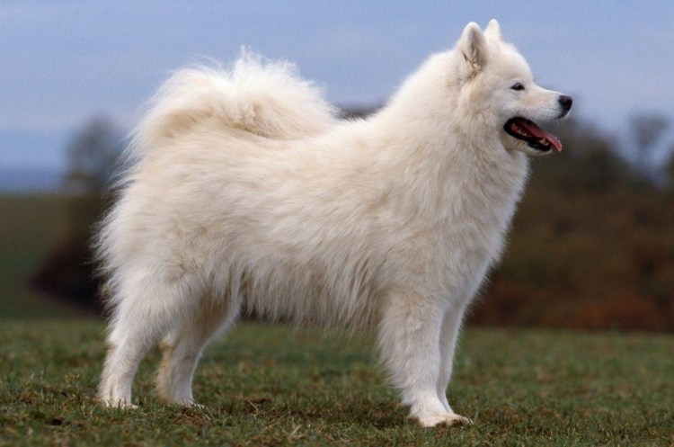 Мексиканская ксолоитцкуинтли