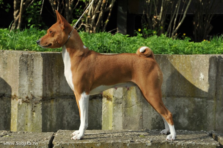 Ксолоинсткуикли порода собак